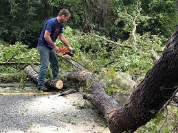 Best Tree and Shrub Care  in West Carthage, NY