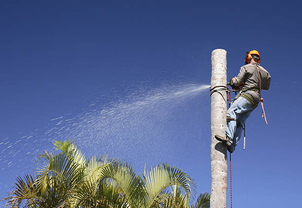 Best Soil Testing and Treatment  in West Carthage, NY