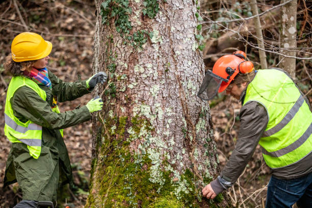  West Carthage, NY Tree Care Pros