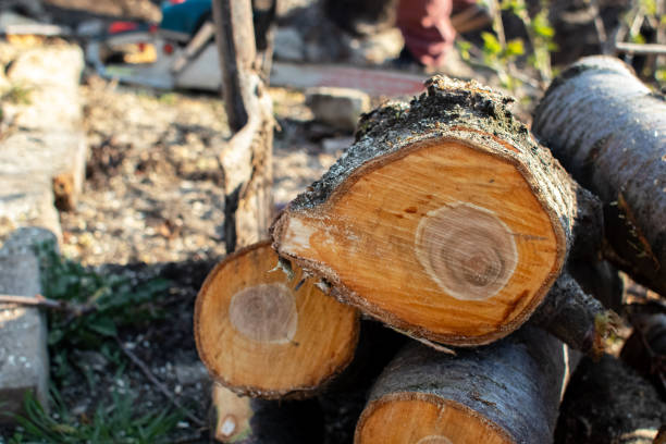 Best Fruit Tree Pruning  in West Carthage, NY