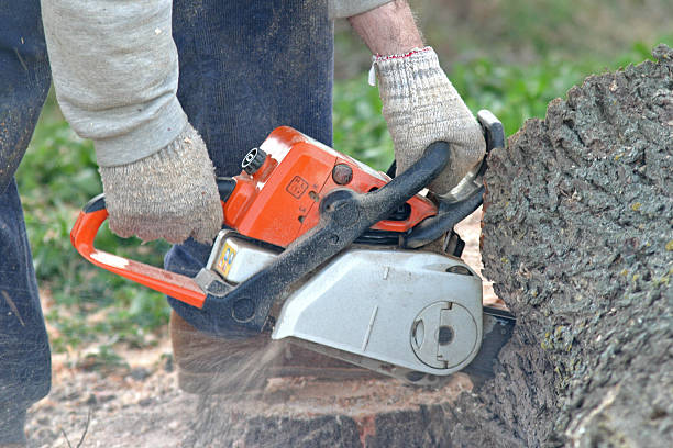 Best Lawn Renovation and Restoration  in West Carthage, NY