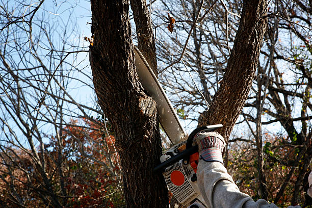 Best Tree Removal  in West Carthage, NY
