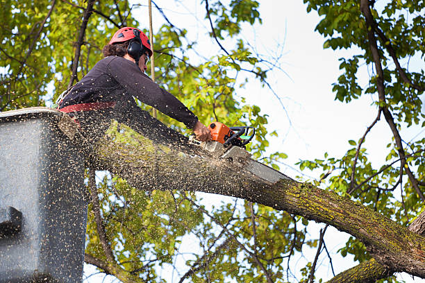 Best Weed Control  in West Carthage, NY