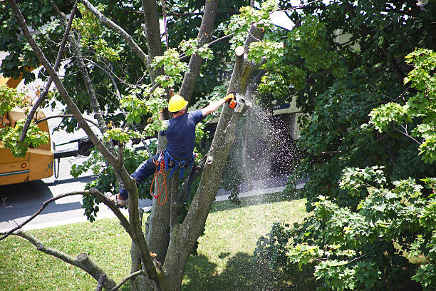 Best Emergency Tree Removal  in West Carthage, NY