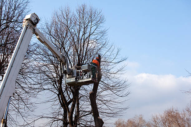 Best Tree Mulching  in West Carthage, NY