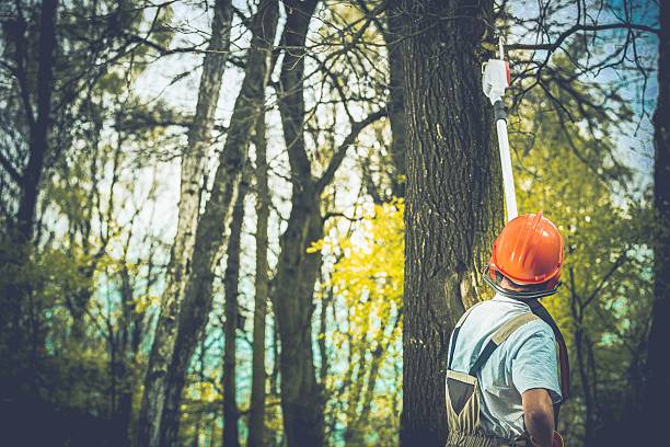 How Our Tree Care Process Works  in  West Carthage, NY