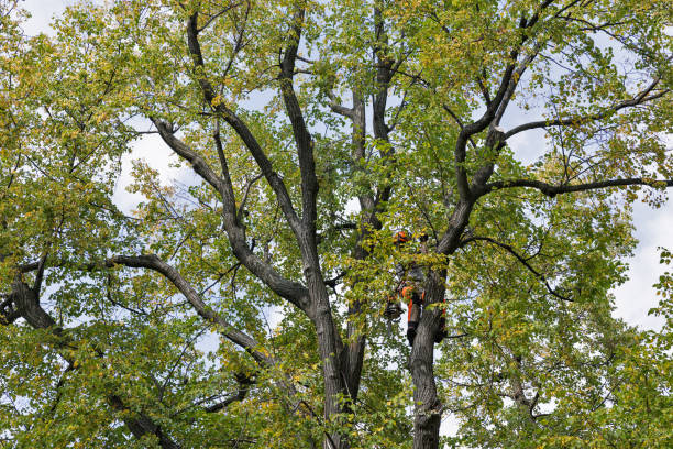 Trusted West Carthage, NY Tree Care Experts